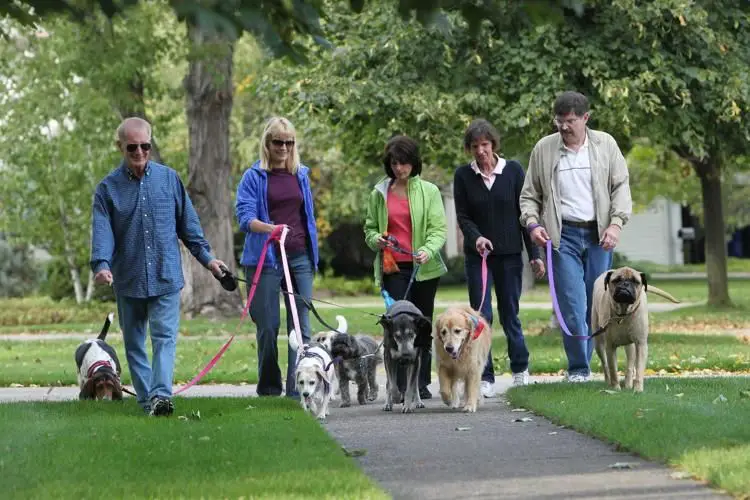 a person walking their dog and meeting neighbors