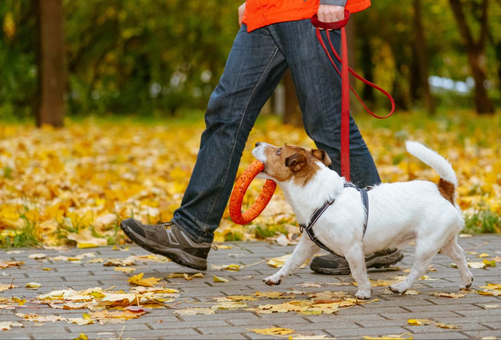 a person walking their dog on a leash.