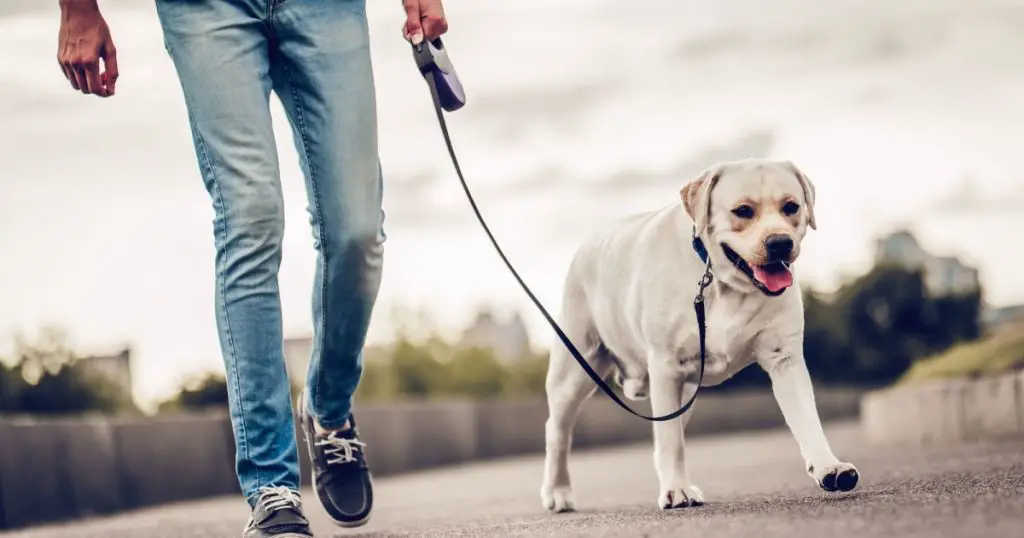 a person walking their dog on a leash down a street