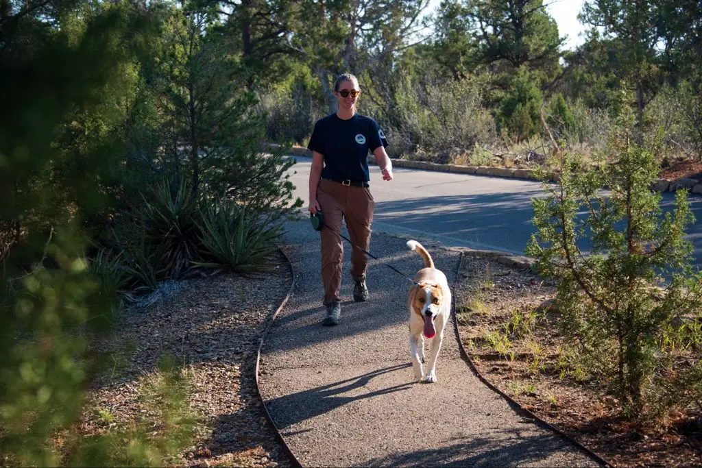 a person walking their dog on a paved road in a national park 