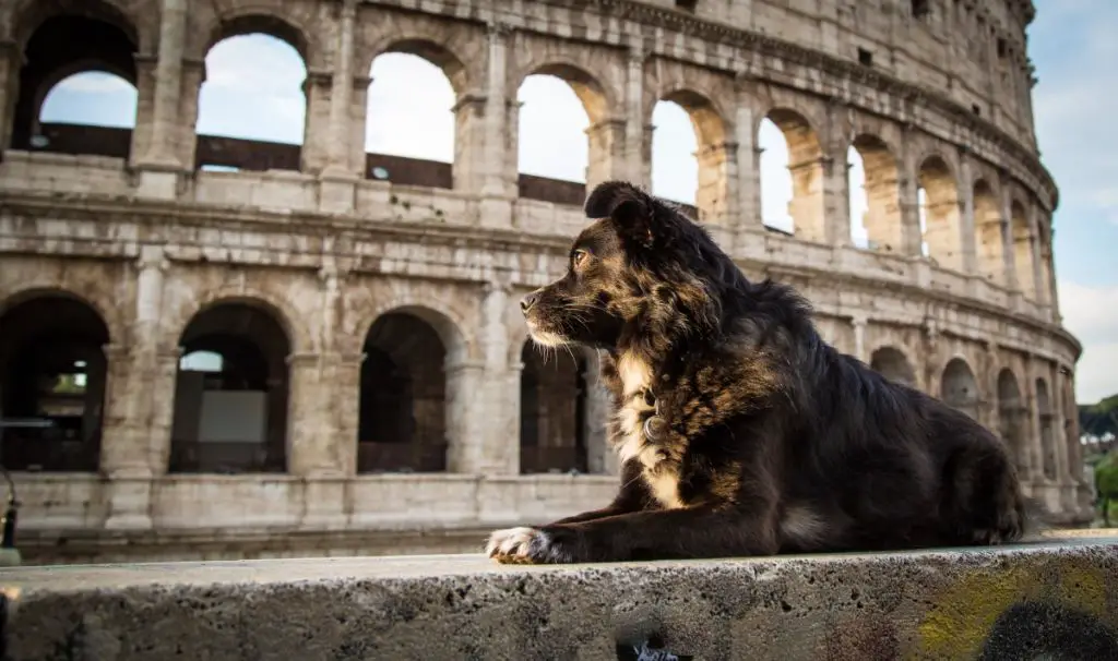 a person walking their dog past the colosseum in rome.