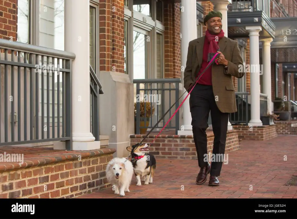 a person walking their leashed dog on a city sidewalk