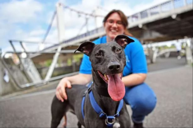 a person walks their own dog on a lead during a visit to the battersea dogs home adoption center.