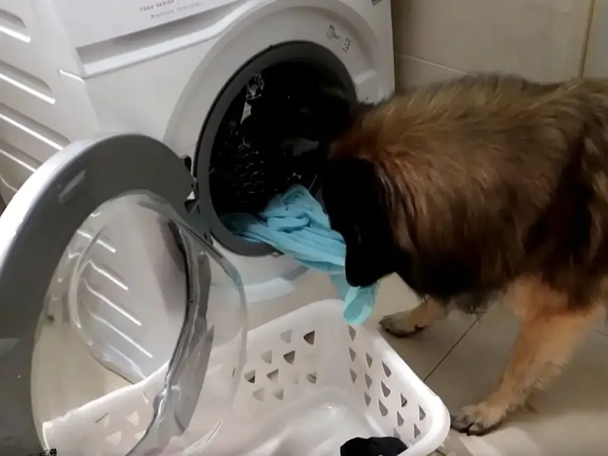 a person washing clothing in a washing machine