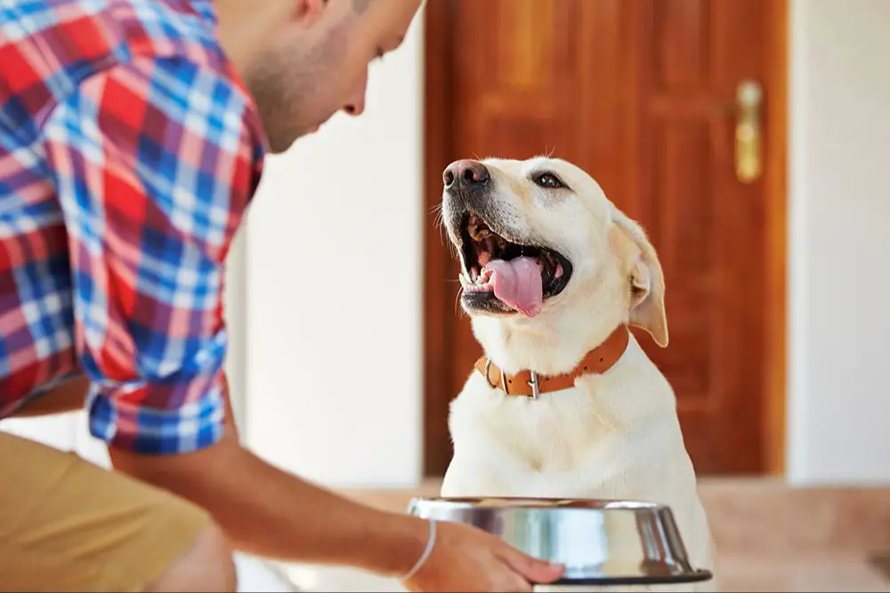 a person washing their hands after handling their dog