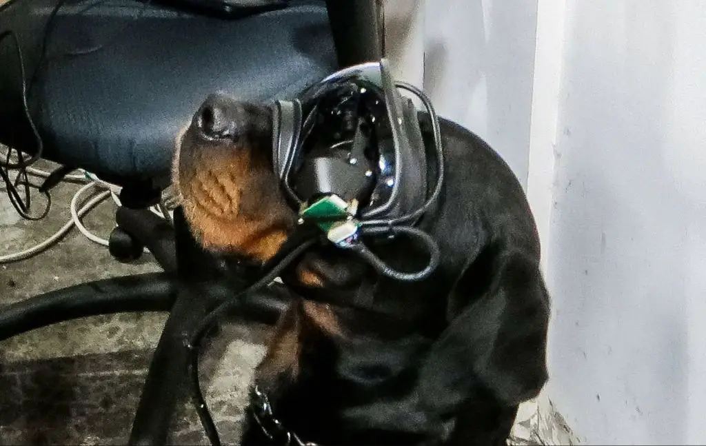 a person wearing ar goggles to view a simulation of animal vision.