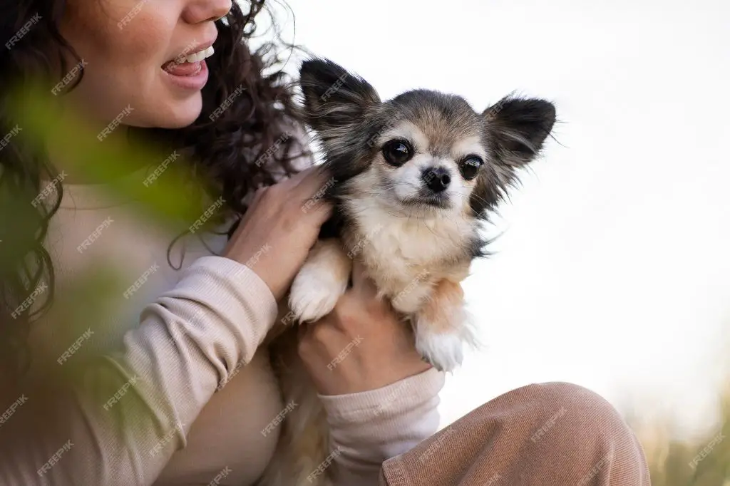 a person with their chihuahua