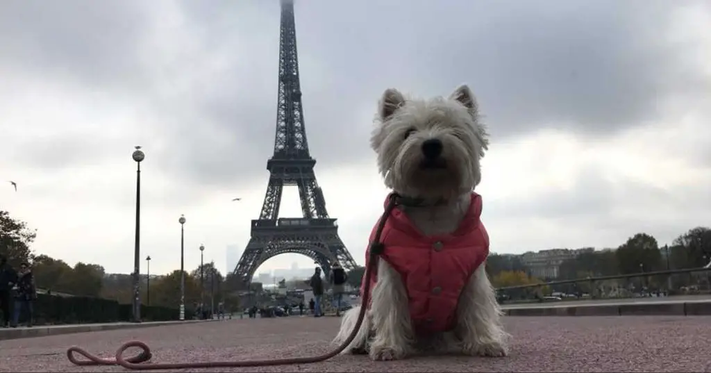 a person with their dog overlooking the eiffel tower from the trocadero gardens