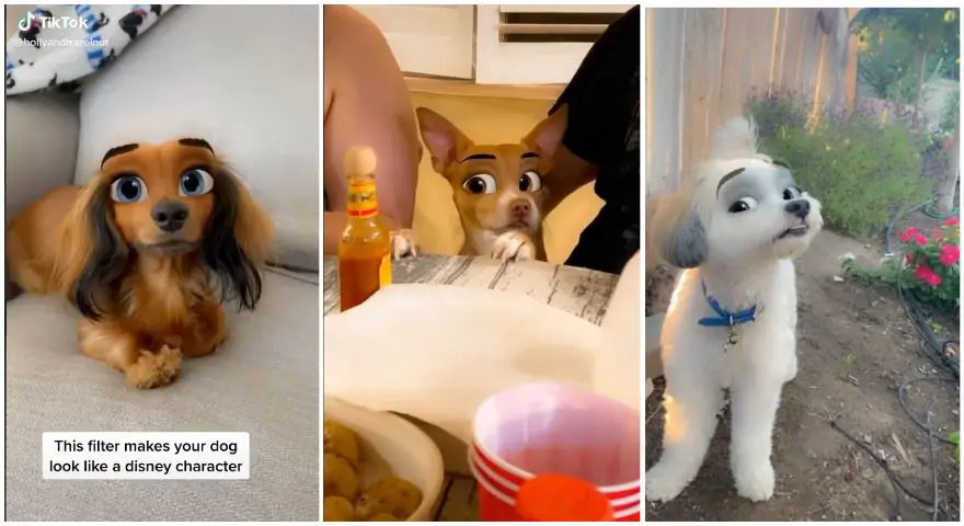 a person's face transformed into a cute cartoon dog using the tiktok filter.