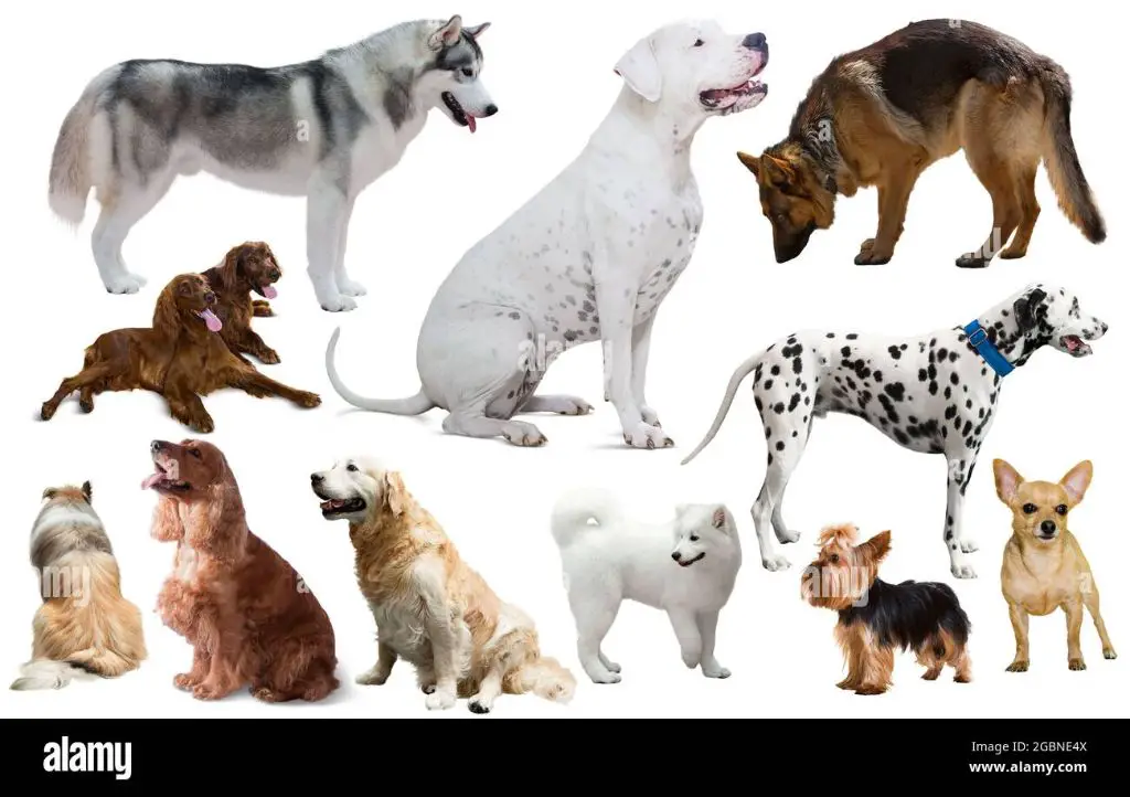 a photo collage of different dog breeds illustrating variety