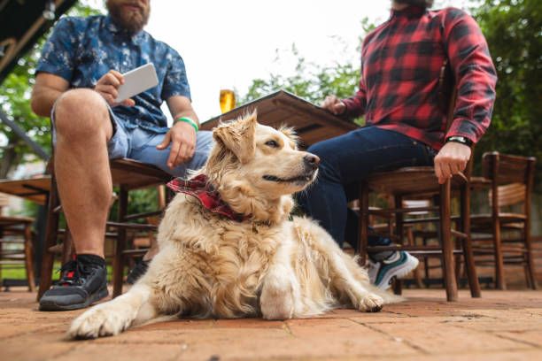 a photo of a cute dog wearing a bandana sitting outdoors at a cafe