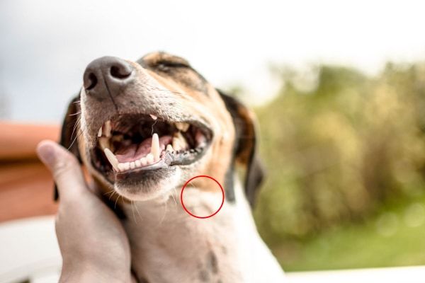 a photo of a dog's swollen lymph node under the jaw due to a bacterial infection.