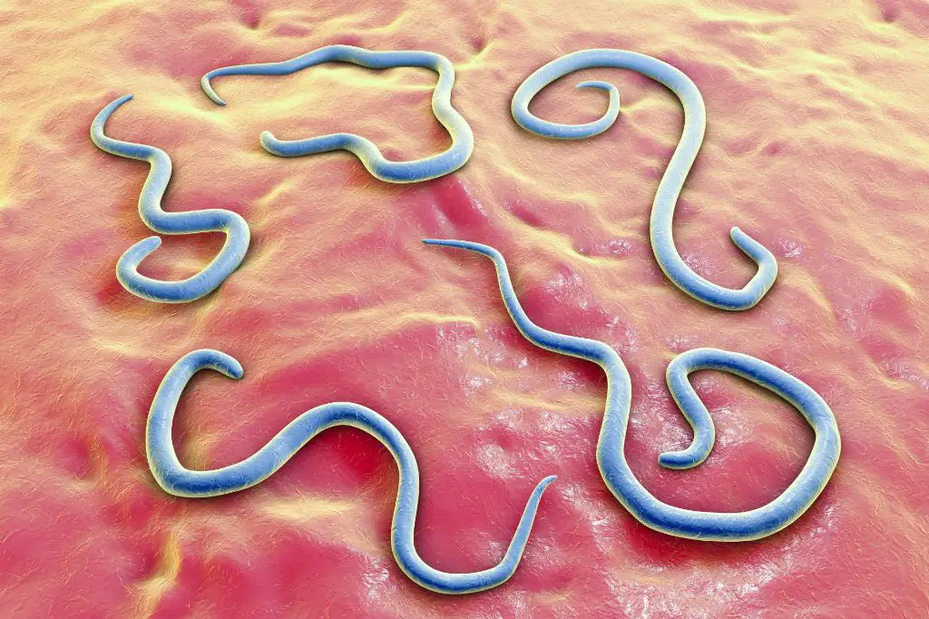 a photo of roundworms that look like long spaghetti strands