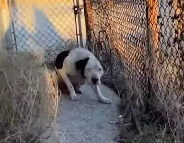 a pit bull cowering in the corner of a cage