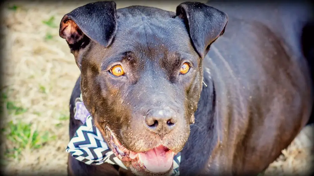 a pit bull staring aggressively with scars on its face