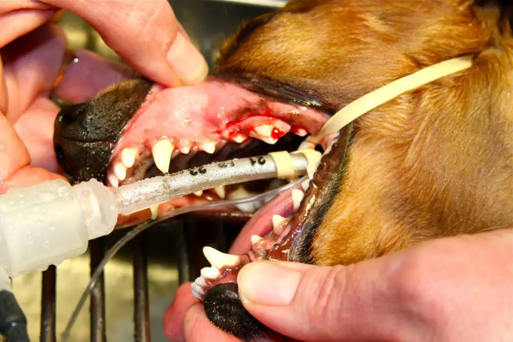 a pit bull staring coldly with blood around its mouth