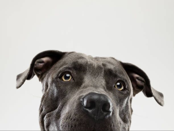 a pit bull staring intensely with a stern look