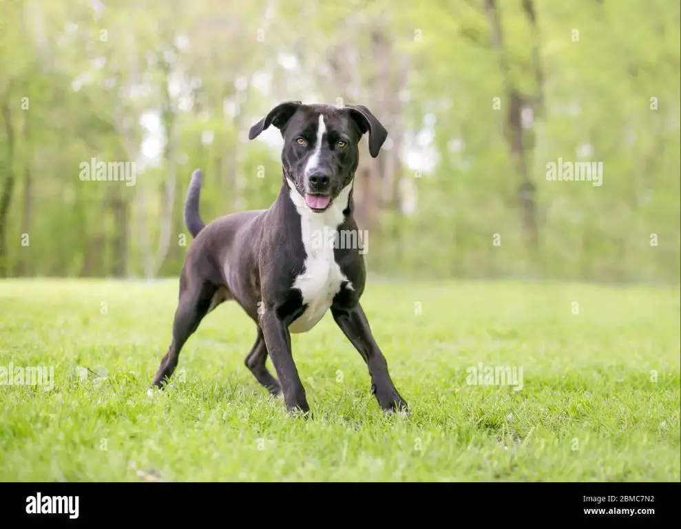 a pit bull terrier mix with a black and white coat stands in a field.