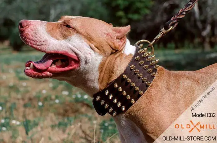 a pit bull wearing a spiked collar