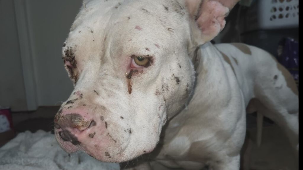 a pit bull with numerous scars and injuries