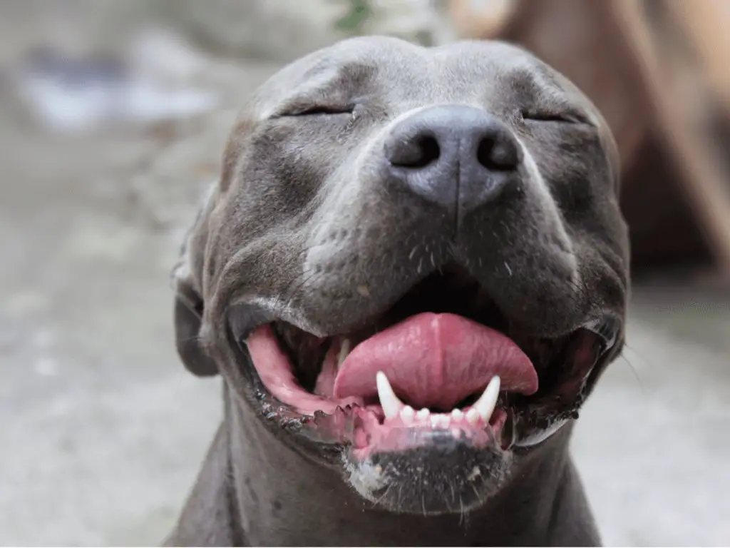 a pitbull being trained through cruel methods to be aggressive