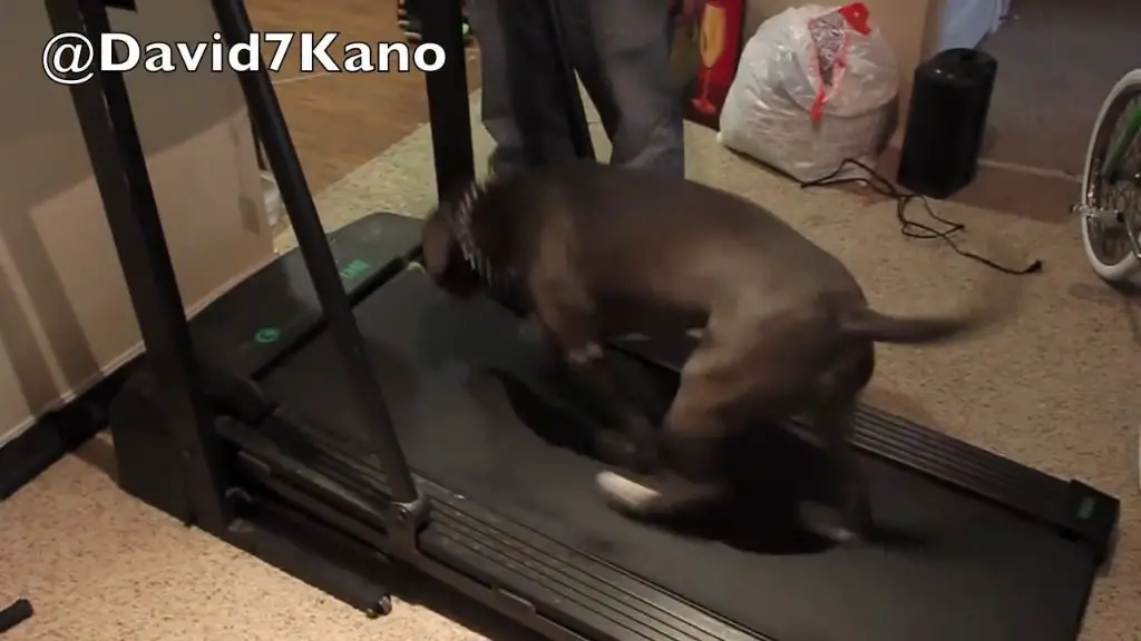 a pitbull on a treadmill