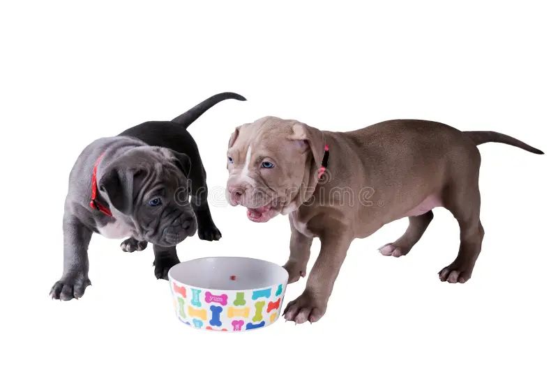 a pitbull puppy eating puppy food from a bowl
