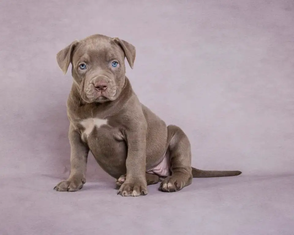 a pitbull puppy