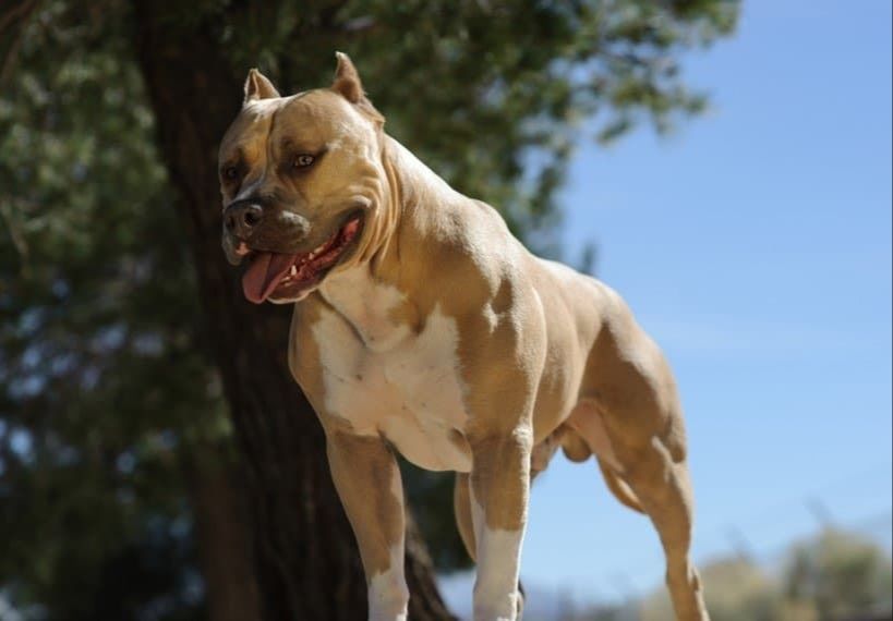 a pitbull staring intensely with a muscular body in a fighting stance