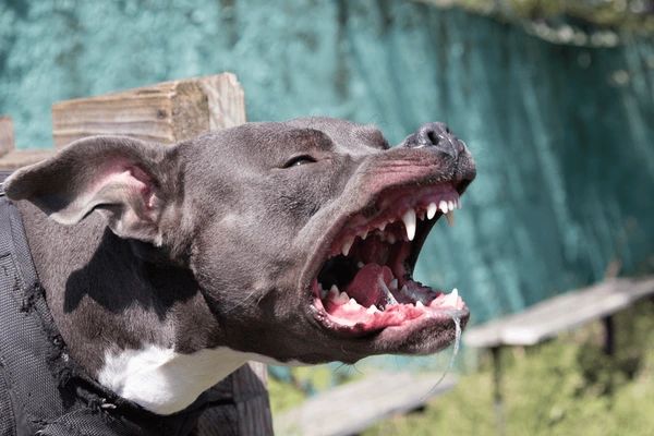 a pitbull staring intently with a fierce expression