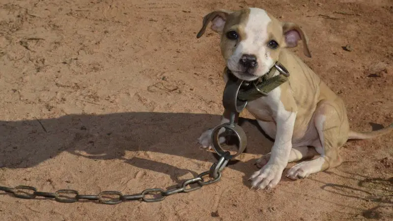 a pitbull with a chain collar straining against their leash, representing dogs bred and confined for illegal fighting rings