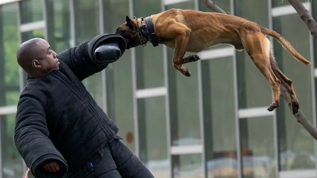 a police dog chasing a criminal suspect