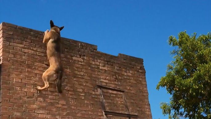 a police dog scaling a brick wall