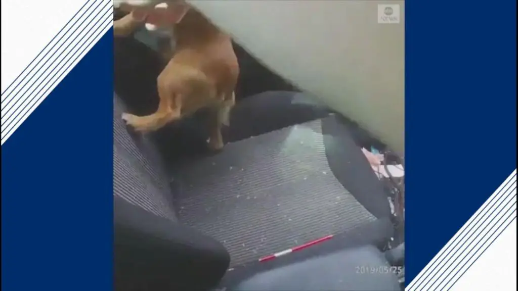 a police officer looking in the window of a car where a dog is locked inside on a hot day