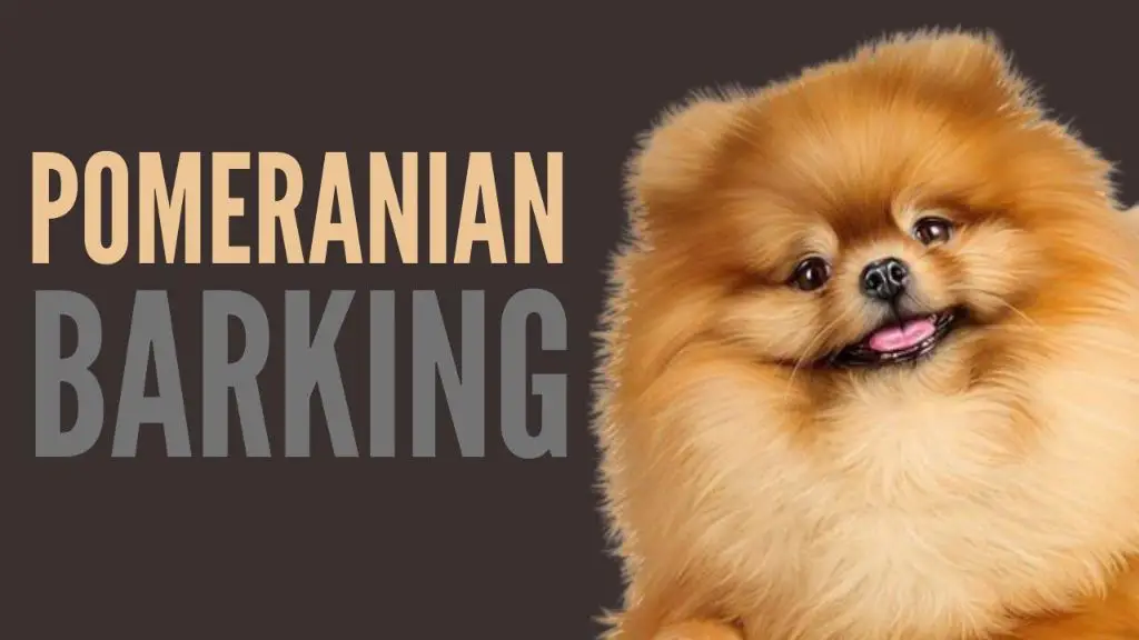 a pomeranian tilting its head back to let out a loud, shrill bark.