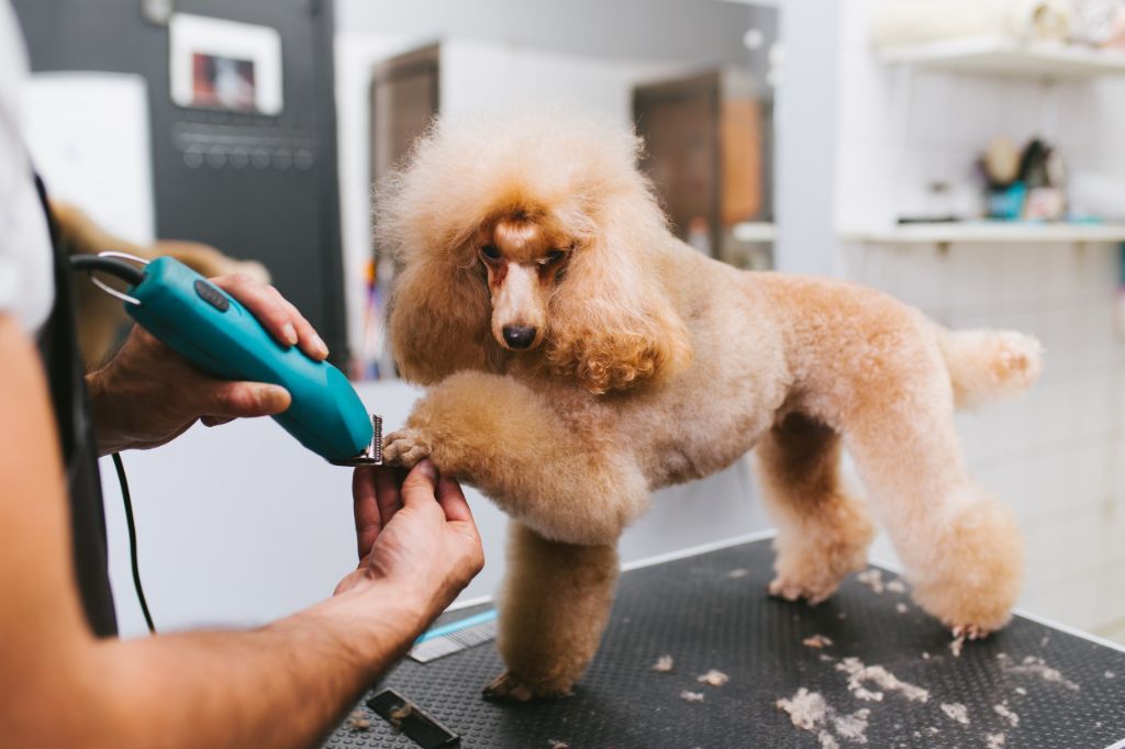 a poodle at a dog grooming salon