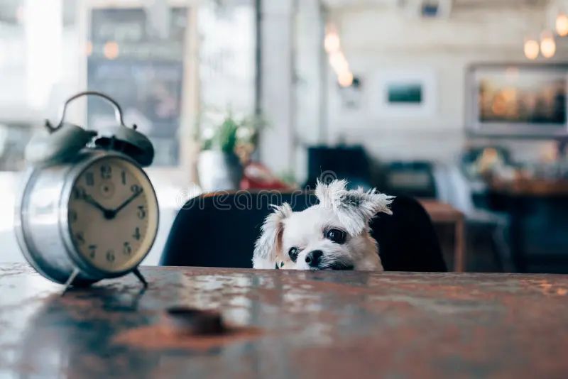 a poodle staring at a clock