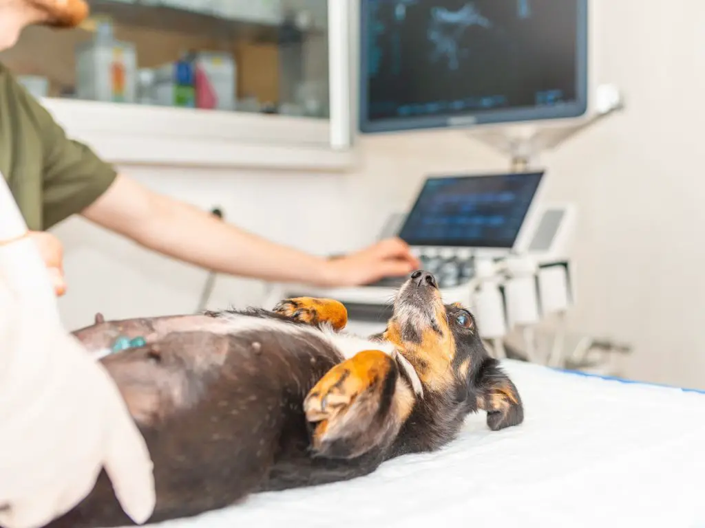 a pregnant dog receiving an ultrasound exam by a veterinarian