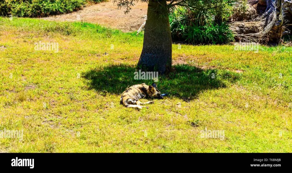 a private shady spot under a tree to bury a dog