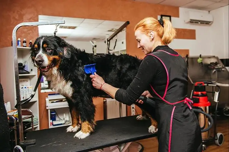 a professional groomer brushing a small dog on a grooming table.