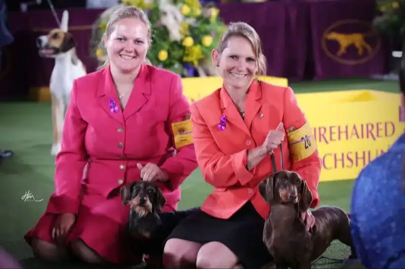 a professional handler with multiple show dogs