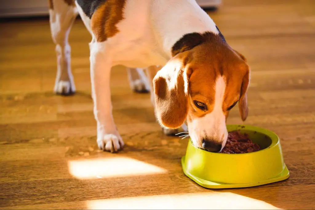 a puppy and a small breed dog eating wet food