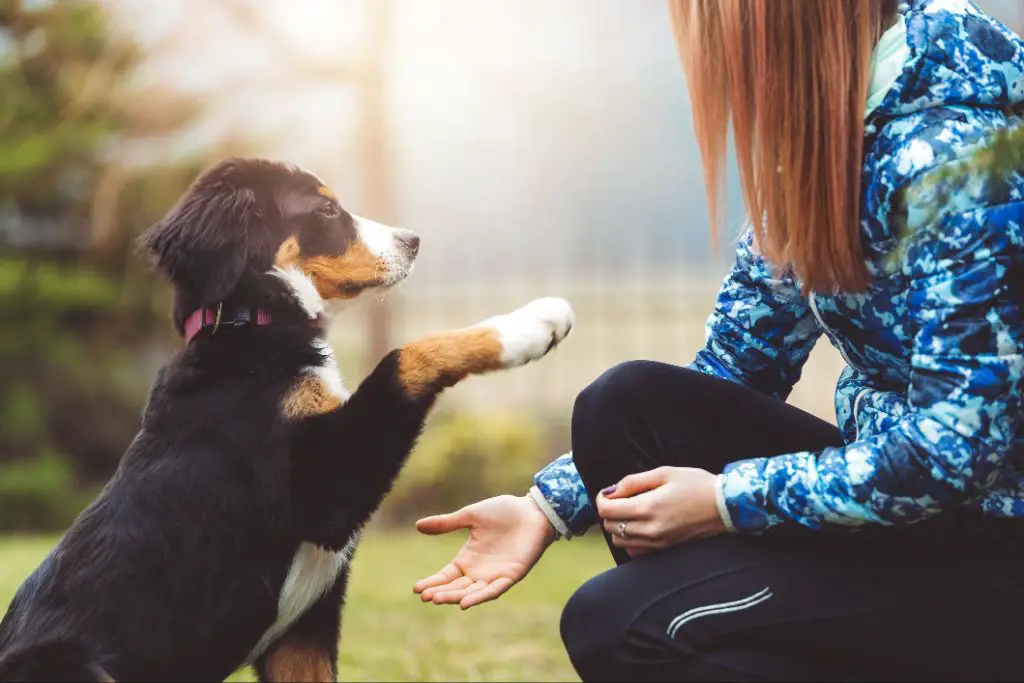 a puppy being trained