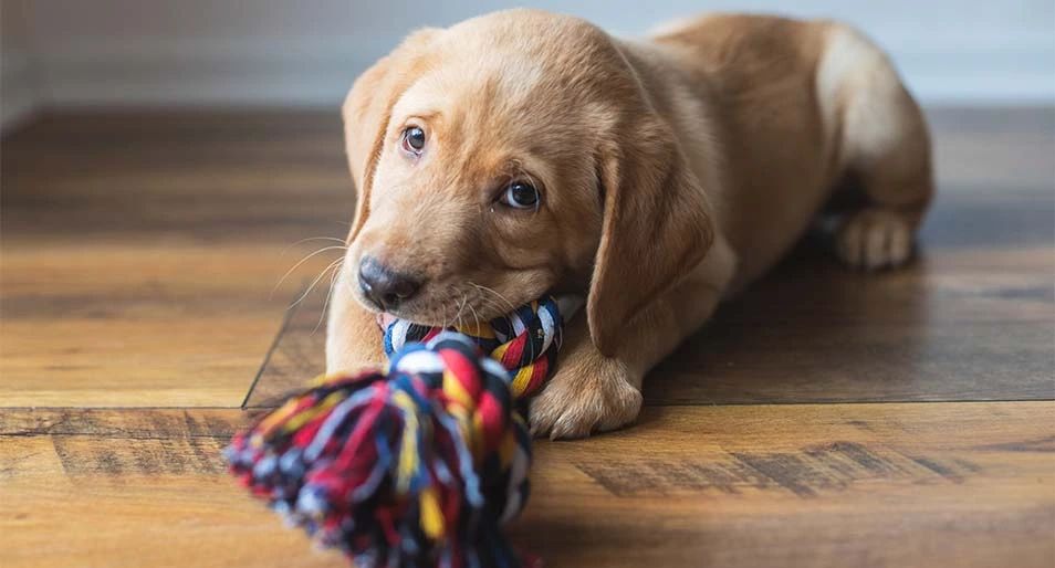 a puppy chewing on a toy while teething