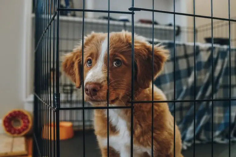 a puppy crying with sad eyes inside a wire crate