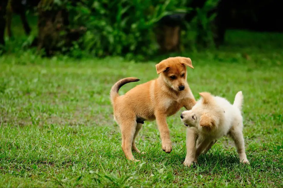 a puppy playing