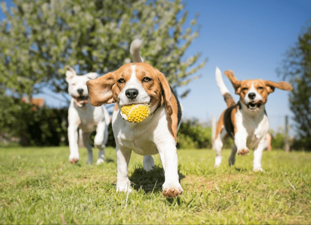 a puppy playing at a park