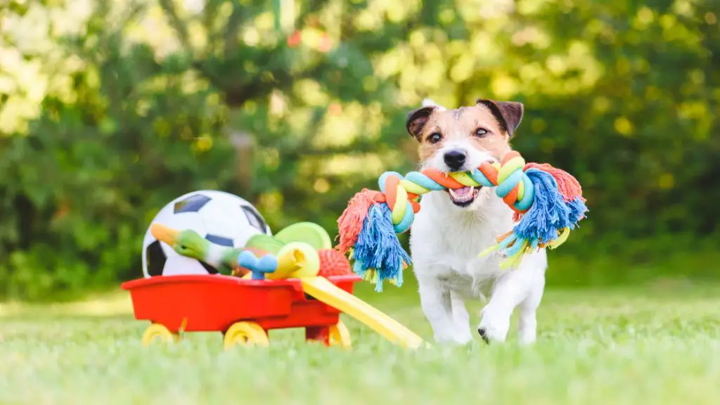 a puppy playing with a chew toy