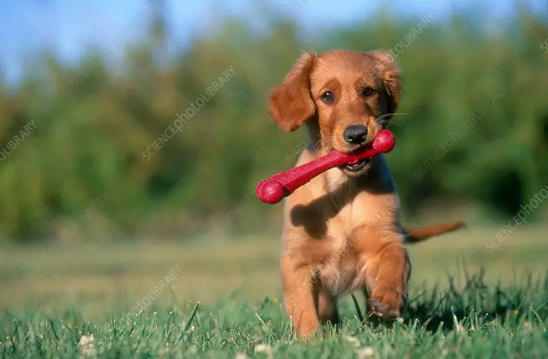 a puppy playing with a toy bone