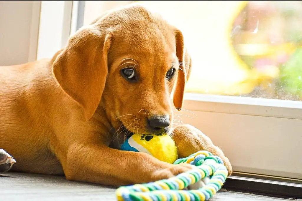 a puppy playing with toys in a puppy-proofed room.